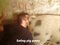 зоофил лижет поросячью пизду
