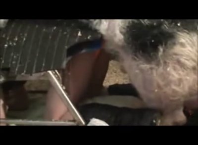 анальный зоо секс со свиньей