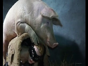 pig fucks a girl