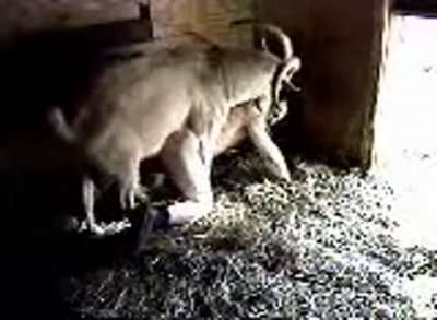 зоофил осел ебёт мужика