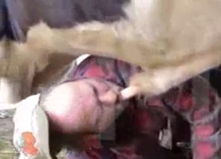 man sucks bull's cock