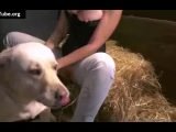 шлюха трахается с собакой и свиньей