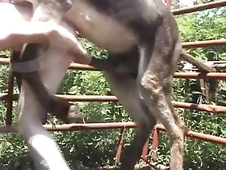 осел трахает мужика