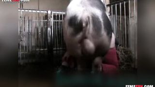 свинья ебет бабу